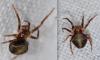 Araneus (sturmi-triguttatus)